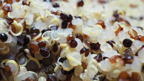 Preview: Quinoa is popular health food.