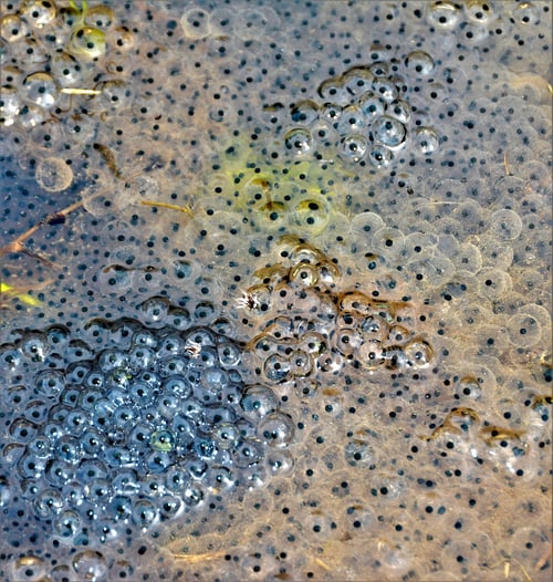 Preview: frog eggs in water