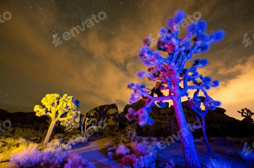 Preview: Colorful lights on Joshua Trees at night, Joshua Tree National Park, California, USA