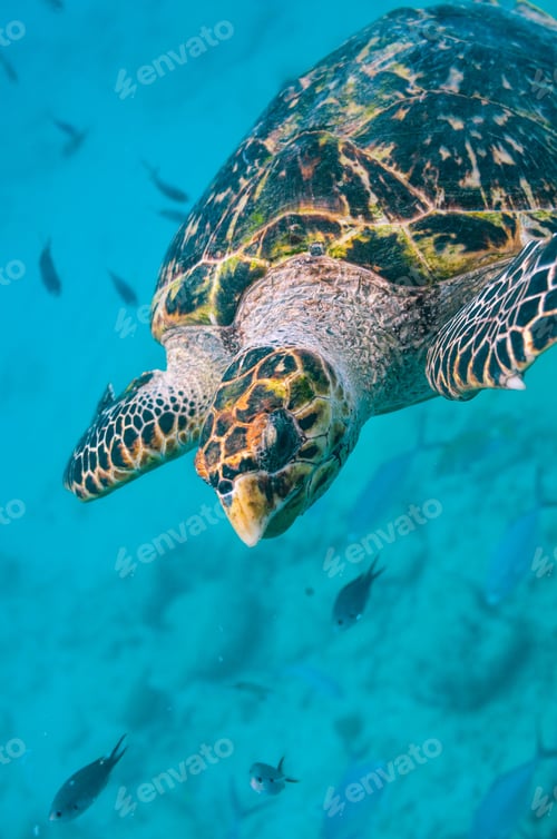 Preview: Closeup of a beautiful aquatic turtle swimming in the blue ocean