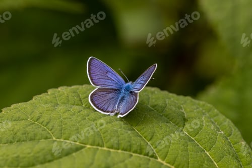 Preview: Beautiful (Lycaenidae) Blue Butterfly close up in the garden