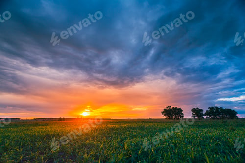 Preview: Landscape Of Green Maize Field Under Scenic Summer Dramatic Sky In Sunset Dawn Sunrise. Young Green