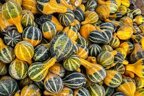 Preview: pumpkin fresh harvest plant varieties of pumpkin food outdoor copy space food background rustic top