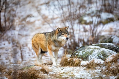 Preview: Beautiful wolf approaching in the forest in early winter