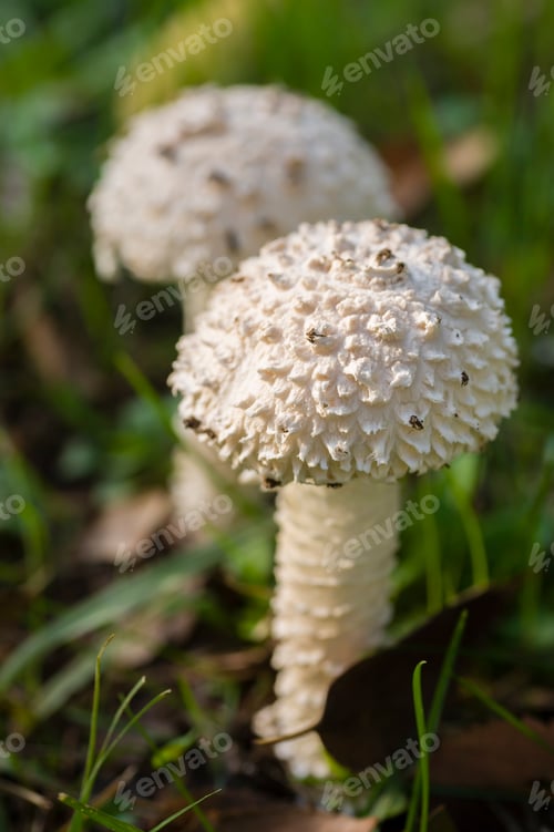 Preview: Amanita vittadinii mushroom
