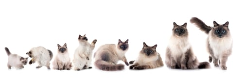 Preview: siberian cats in studio