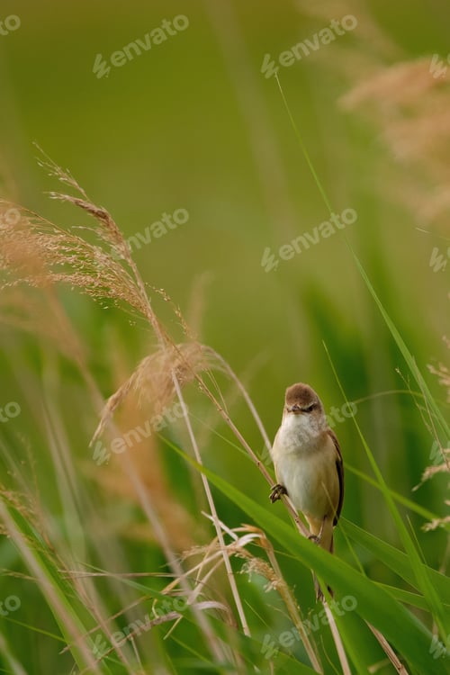 Preview: Great reed warbler - Acrocephalus arundinaceus sitting on a reed grass