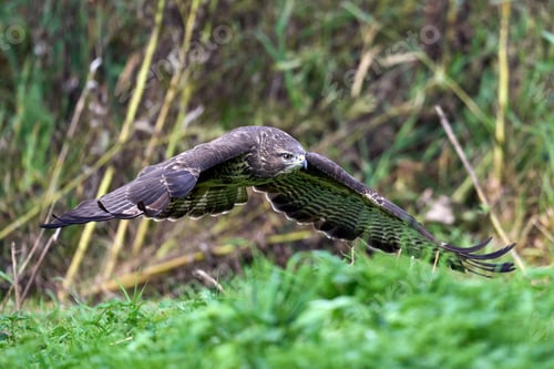 Preview: Common buzzard (Buteo buteo)