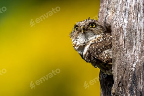 Preview: Selective focus shot of burrowing owl hidden in its nest in tree trunk on yellow blurred background