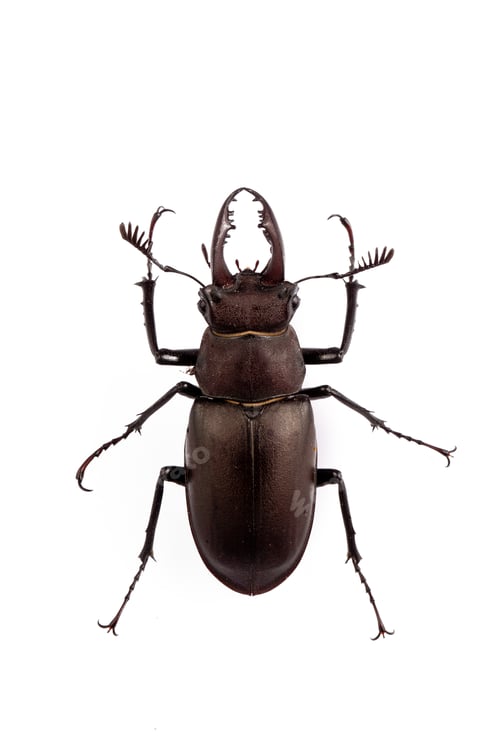 Preview: Wildlife, stag beetle, scientific name; Lucanus cervus