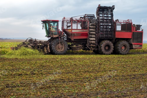 Preview: beet harvester in the process of harvesting at autumn