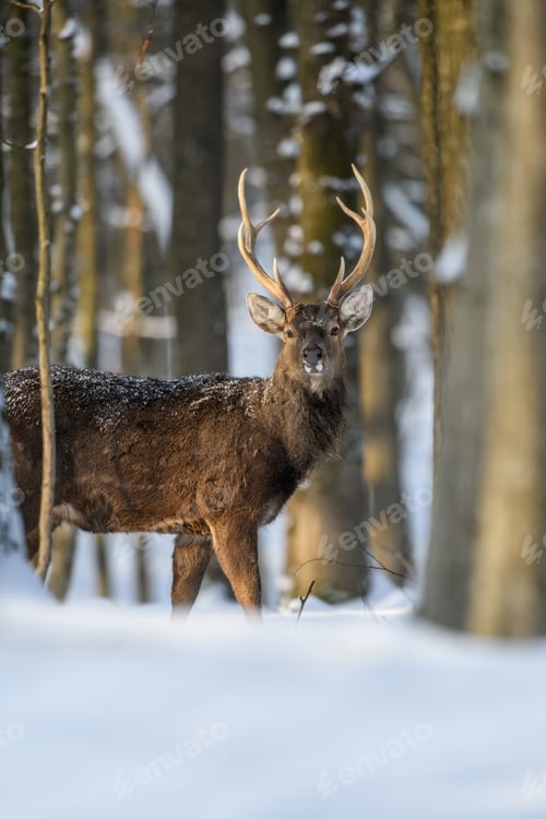 Preview: Roe deer in the winter forest. Animal in natural habitat