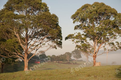 Preview: Two Gumtrees