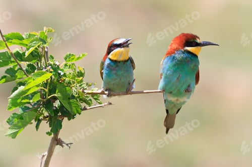 Preview: european bee eater (Merops Apiaster)