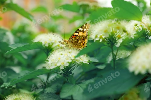 Preview: Bright butterfly on tropical plant with beautiful flowers and leaves