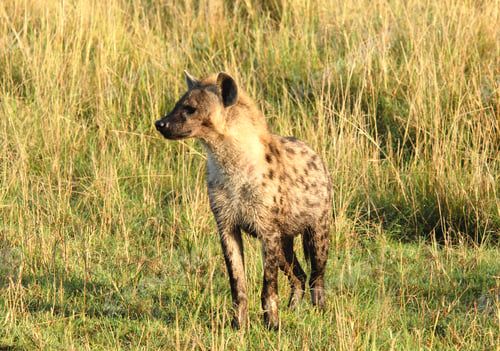 Preview: Hyena