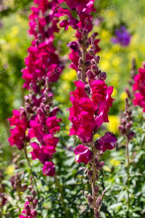 Preview: Antirrhinum is a plant genus belonging to the Plantaginaceae family.
