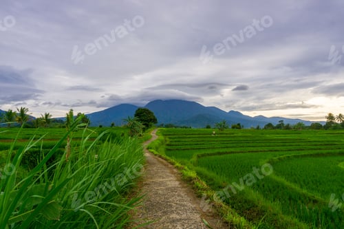 Preview: beautiful morning view from Indonesia of mountains and tropical forest