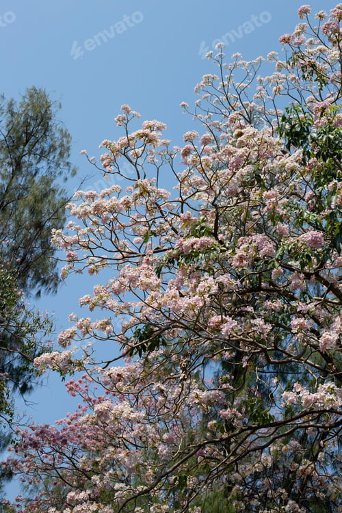 Preview: Trumpet Tree, Pink Poui, New World Trumpet, Rosy Trumpet