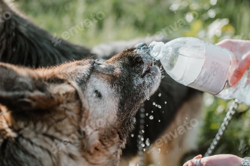 Preview: German Shepherd Dog drinking water from bottle in owner hands on summer day. Close up watering a dog