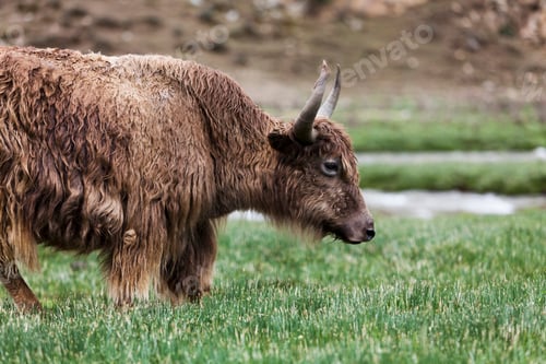 Preview: Yak in Tibet, China