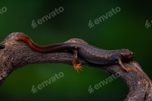 Preview: Close-up of a Crocodile Newt Lizard perched on a tree branch