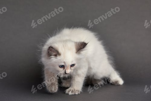 Preview: Sleepy british kitten over black background. Sweety british kitten.