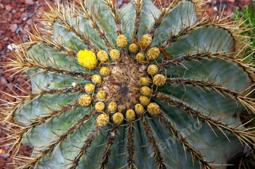Preview: Flowering cactus plant