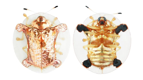 Preview: Beautiful insects collection: Cassidinae
