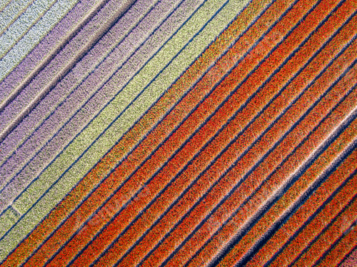 Preview: Aerial view Tulip field