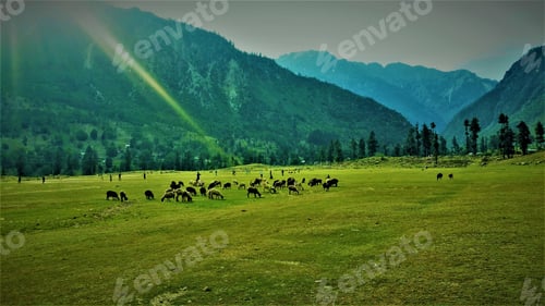 Preview: Fantastic view of the meadow
