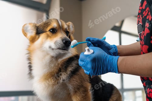 Preview: groomer squeezes special paste on a brush for the procedure of brushing the teeth of a corgi dog