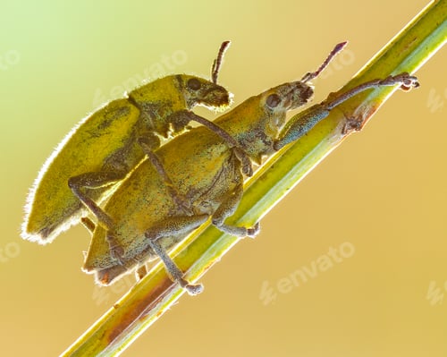 Preview: mating insect
