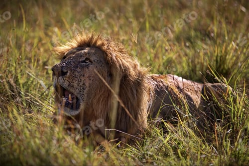 Preview: Big lion with an open mouth lying on the grass in Masai Kara, Kenya