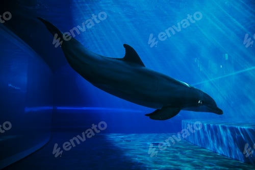 Preview: Dolphins swimming underwater