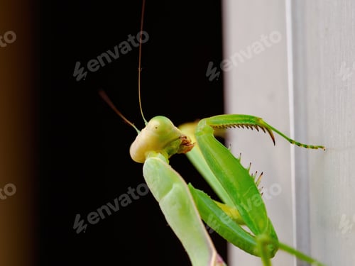 Preview: Close-up of a praying mantis