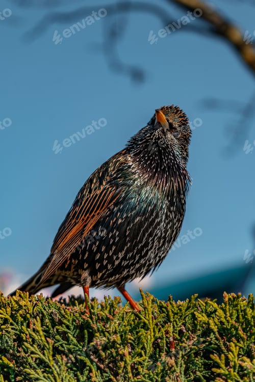 Preview: Common starling perched on a green bush in a park under the sunlight
