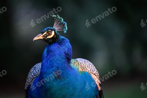 Preview: Selective focus shot of a blue peacock with vibrant feathers