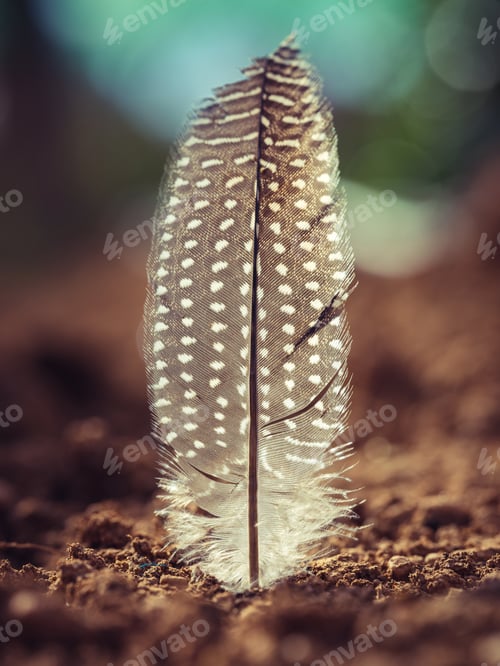 Preview: Gray feather stuck in ground