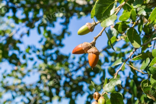 Preview: Oak tree branches and acorn nuts