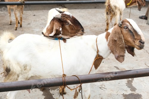 Preview: Goat (kambing qurban)