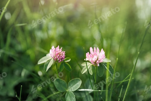 Preview: Close-up view two pink clover flowers blooming at lush green grass meadow in soft sunlight morning