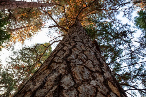 Preview: View of a large tall tree in Yosemite National Park