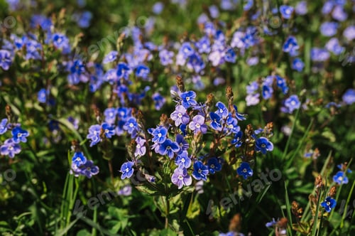 Preview: forget-me-not (myosotis sylvatica) flowers. first bright blue blooming little wildflowers in full bl