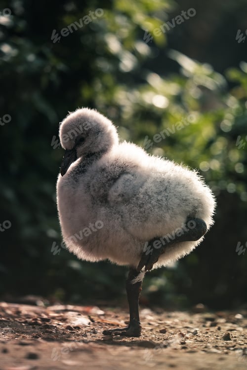 Preview: Cute flamingo chick baby bird