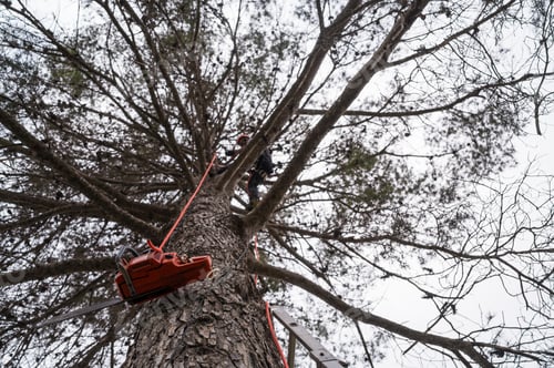 Preview: Tree surgeon performing rope access tree pruning with chainsaw