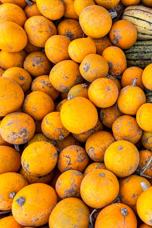 Preview: pumpkin fresh harvest different types and varieties of pumpkin outdoor copy space food background