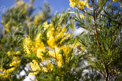 Preview: yellow wattle blossoms flowers close up blue sky blur