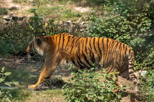 Preview: Bengal Tiger