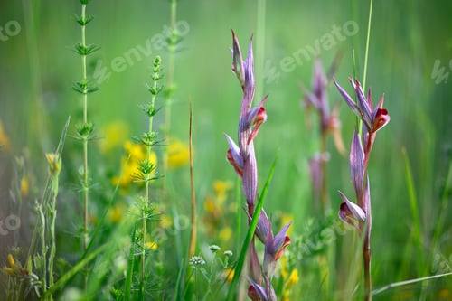 Preview: Wild orchid flowers blooming in Italian meadow